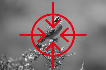 Bố cục trung tâm